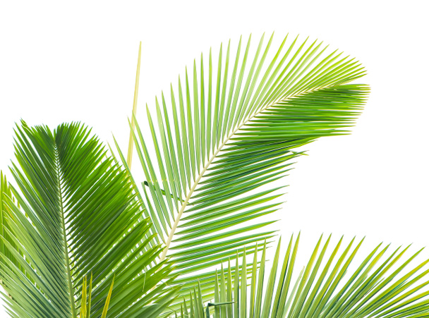 Beyaz üzerinde yeşil palmiye yaprağı - Fotoğraf, Görsel