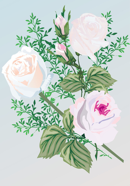 drei weiße Rosenblüten - Vektor, Bild