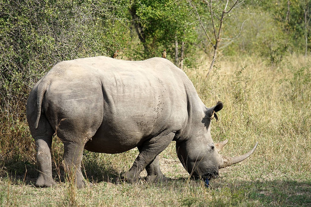 white Rhino - Zdjęcie, obraz