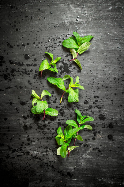 Bunches of fresh mint. - Photo, image