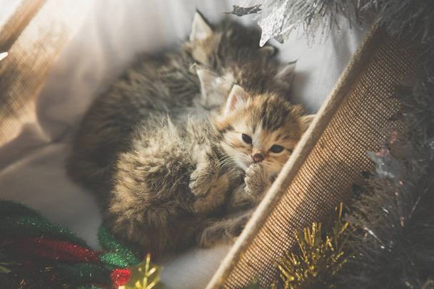 niedliche gestromte Kätzchen, die am Weihnachtstag in einem Korb schlafen und sich umarmen - Foto, Bild