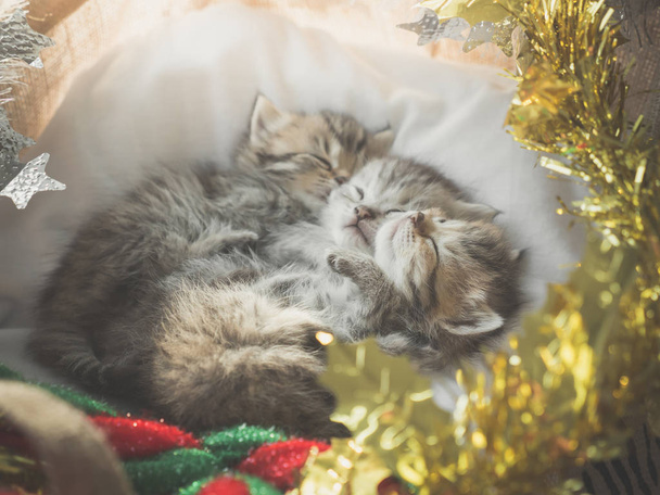 Cute tabby kittens sleeping and hugging in a basket on christmas day - Photo, Image