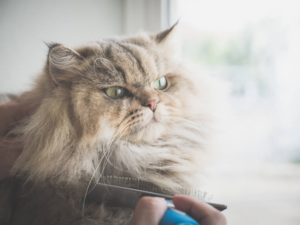 Азиатка с помощью расчёски персидского кота
 - Фото, изображение