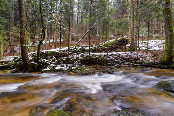 Large fallen trunk of spruce, fir in the woods, mountain river, stream, creek with rapids in late autumn, early winter with snow, vintgar gorge, Slovenia - Photo, Image