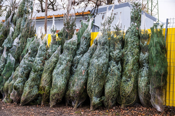 Venda de Natal de árvores tradicionais
 - Foto, Imagem