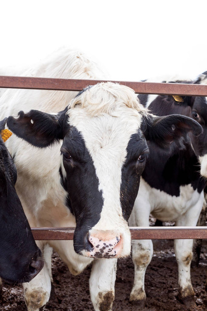 κοπάδι των αγελάδων που στέκεται στο βουστάσιο - Φωτογραφία, εικόνα