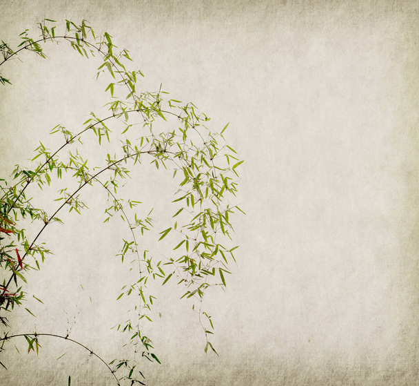 Бамбук на старому фоні текстури гранжевого паперу
 - Фото, зображення