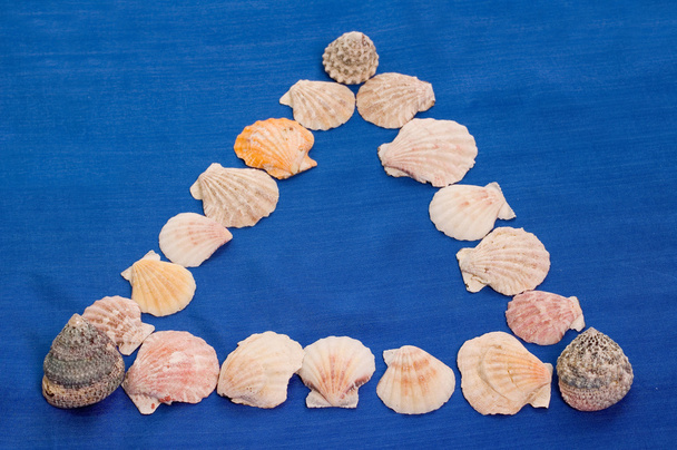 conchas marinas - Foto, Imagen