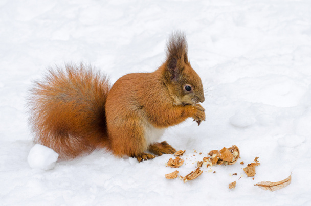 Close-up van schattige rode eekhoorn eten moer op sneeuw in de winter woud. Grappige Hokkaido eekhoorn Ezorisu. - Foto, afbeelding