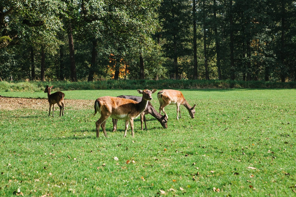 Un gruppo di giovani cervi cammina attraverso un caldo prato verde e soleggiato in un bosco vicino agli alberi
 - Foto, immagini