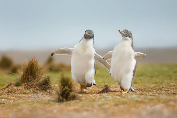 Dos jóvenes pingüinos gentoo persiguiéndose entre sí, Islas Malvinas
 - Foto, Imagen