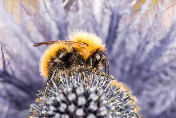 Abejorro, abejorro abejorro en la flor púrpura - macro - primer plano
 - Foto, imagen