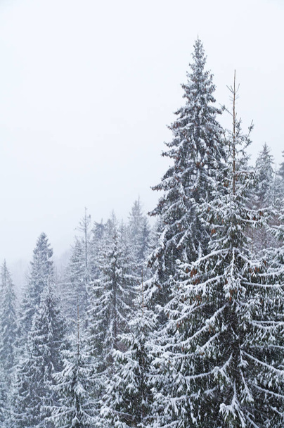 Pokryte śniegiem, jodły i Karpat z welonem. Zima w Ukraińskich Karpatach. Góry pokryte są lasu iglastego. - Zdjęcie, obraz