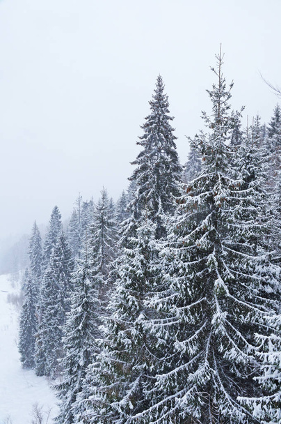 Der Schnee bedeckte die Tannen und die Karpaten mit einem weißen Schleier. Winter in den ukrainischen Karpaten. die Berge sind mit Nadelwald bedeckt. - Foto, Bild