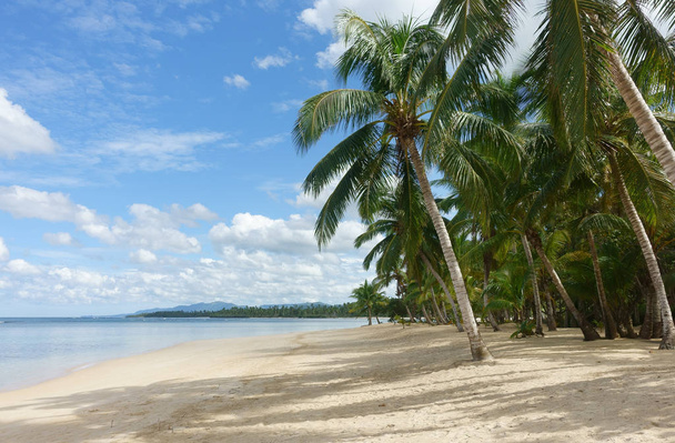  Palmiye ağaçları, Samana, Dominik Cumhuriyeti ile güzel doğal tropikal plaj                               - Fotoğraf, Görsel