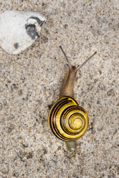 White-lipped snail - Photo, Image