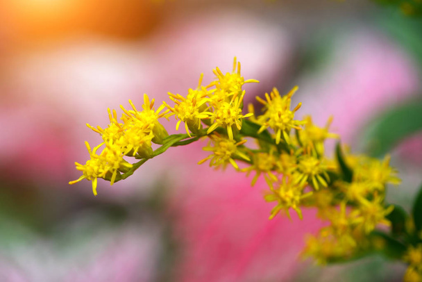 Solidago canadensis flower - Photo, Image