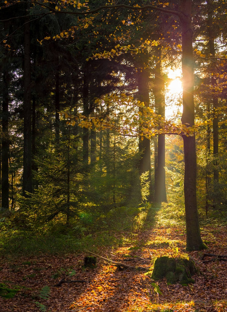Sun rays in the forest - Foto, afbeelding
