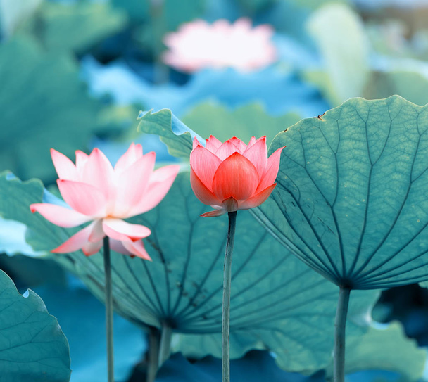 fiore di loto in fiore in laghetto da giardino
 - Foto, immagini