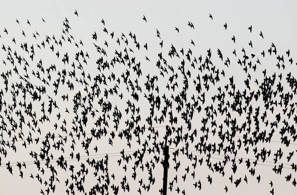 Een grote kudde van gemeenschappelijke spreeuwen in fligt op lichte hemelachtergrond - Foto, afbeelding