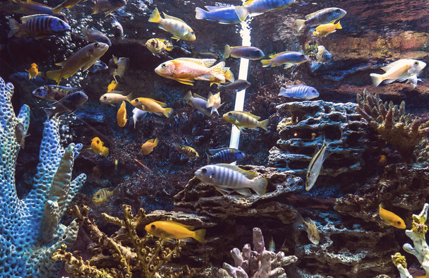 pesce in un acquario su sfondo blu
 - Foto, immagini