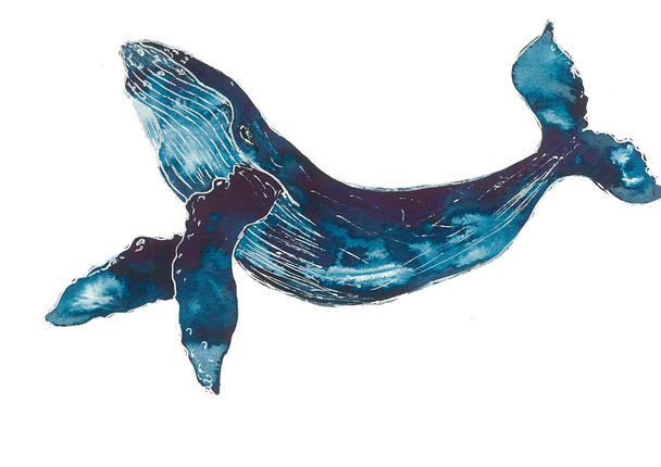 Whale ink watercolor sketch - Vector, Image
