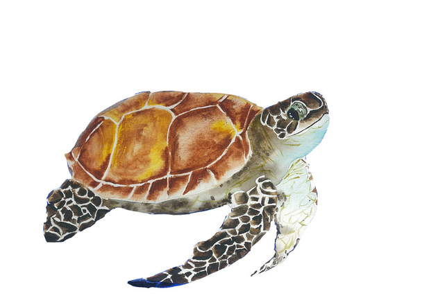 Schildkröte Aquarell Skizze Tier - Vektor, Bild