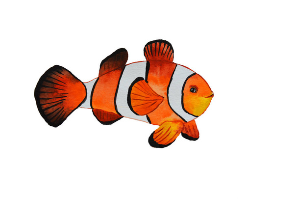 Clown fish watercolor illustration - Vector, Image