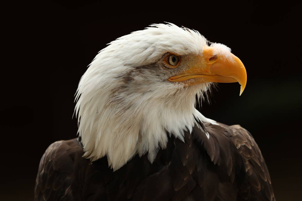 Κατακόρυφα επάνω ενός φαλακρός αετός - Φωτογραφία, εικόνα