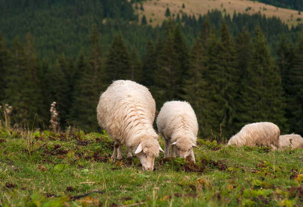 Sheep with a lamb grazing on a green pasture in the mountains.Yo - Foto, afbeelding