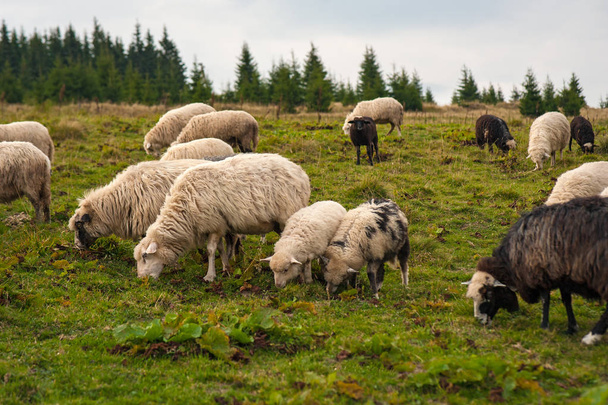 Joven blanco, blsck y ovejas marrones pastan en la granja
. - Foto, imagen