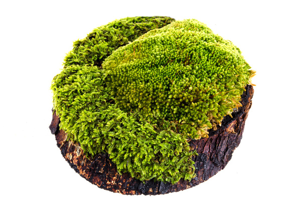 Closeup moss op log geïsoleerd witte achtergrond - Foto, afbeelding