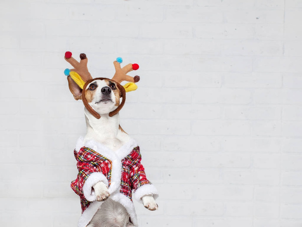 Dog in a christmas costume - Foto, Imagen