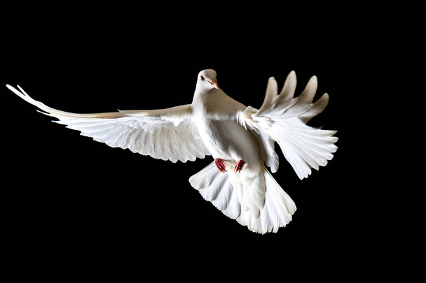 símbolo de liberdade pombas brancas voando sobre um fundo preto, símbolo de paz, um pássaro branco
 - Foto, Imagem