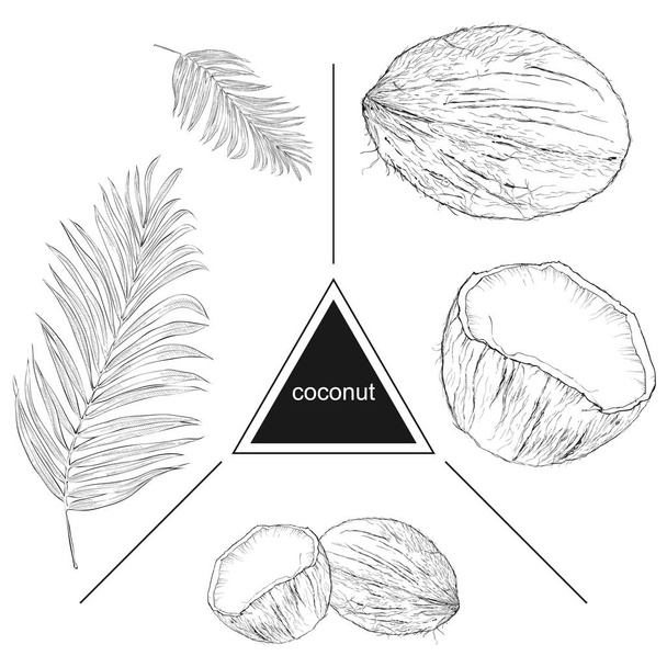 Set van tropische vruchten: kokosnoten en bladeren. Vintage stijl. Hand - Vector, afbeelding