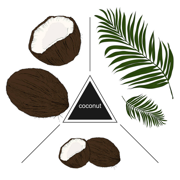 Set of tropical fruits: coconuts and leaves. Vintage style. Hand - Vector, Image