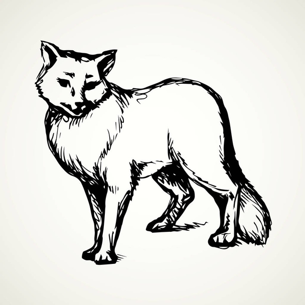 Lobo. Desenho vetorial
 - Vetor, Imagem