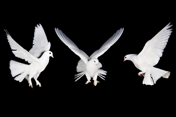 Pombo branco e mão
 - Foto, Imagem