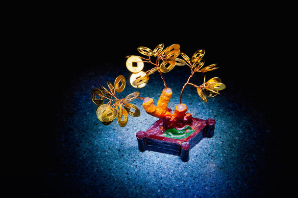 money tree bonsai in studio quality - Photo, Image