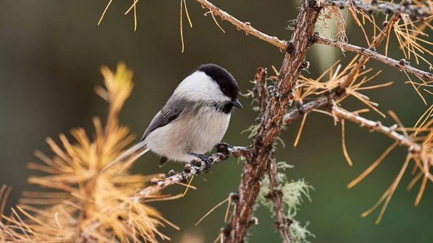 Lovely willow tit (Poecile montanus) - Photo, Image