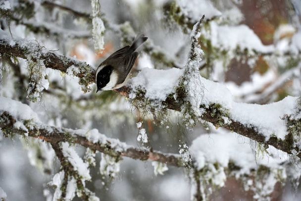 Willow tit in winter - Photo, Image