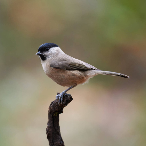 Marsh Tit resting on a branch - Photo, Image