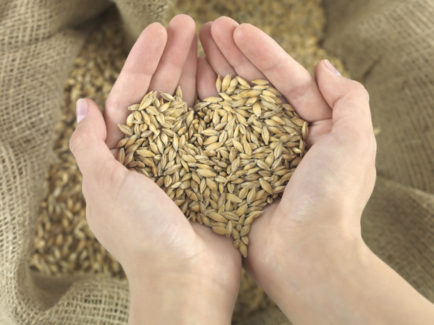 小麦の心 - 写真・画像