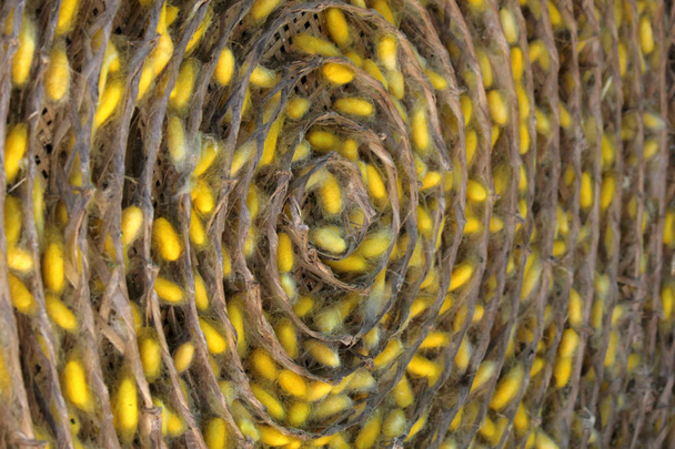 levenscyclus van zijde worm - Foto, afbeelding