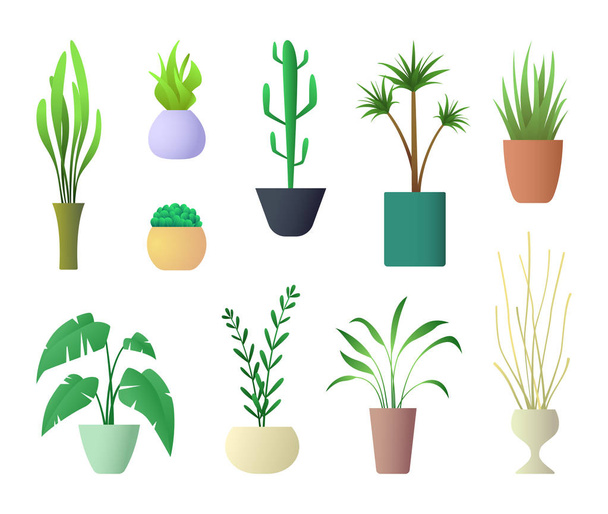 Plants Interior for Home Hotel or Office. Vector illustration of Potted Plant. - Vector, Image