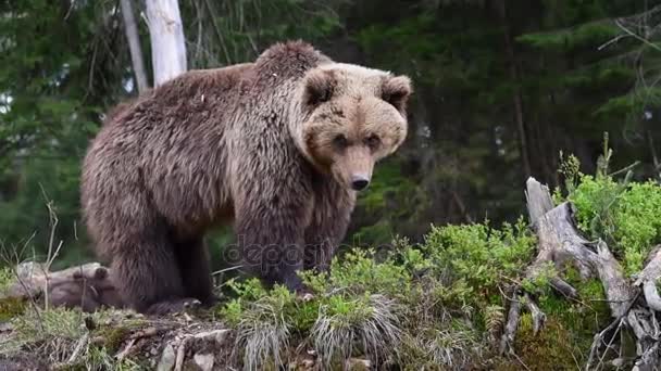 Niedźwiadki w lesie - Materiał filmowy, wideo