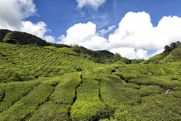 piantagione di tè in altopiani Cameron
 - Foto, immagini