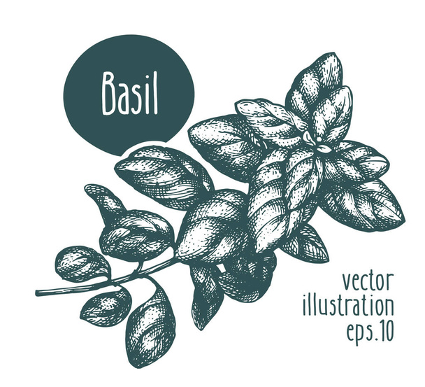 Basil branch. Vector illustration for design menu, packaging and recipes. Hand drawn vintage illustration. - Vektör, Görsel