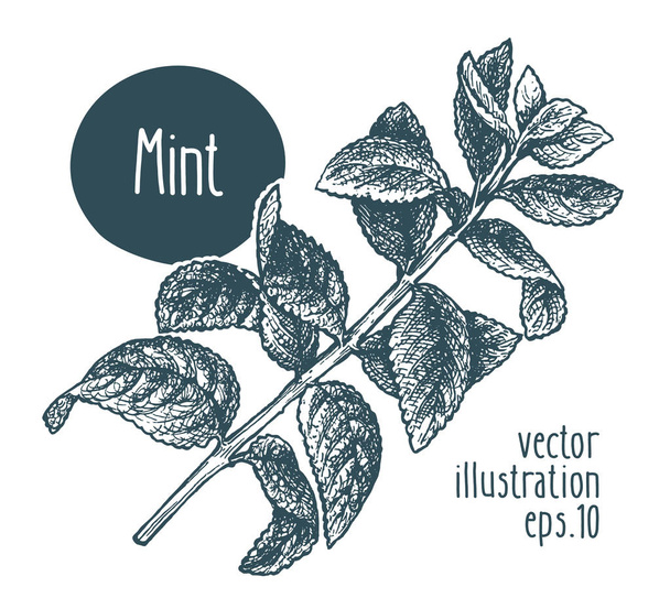 Mint branch. Vector illustration for design menu, packaging and recipes. Hand drawn vintage illustration. - Vektör, Görsel
