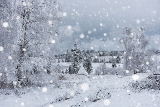 Сніг покритий деревами і сильний сніг в горах
 - Фото, зображення